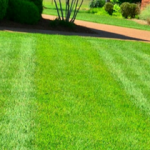 Lawn Care Tips