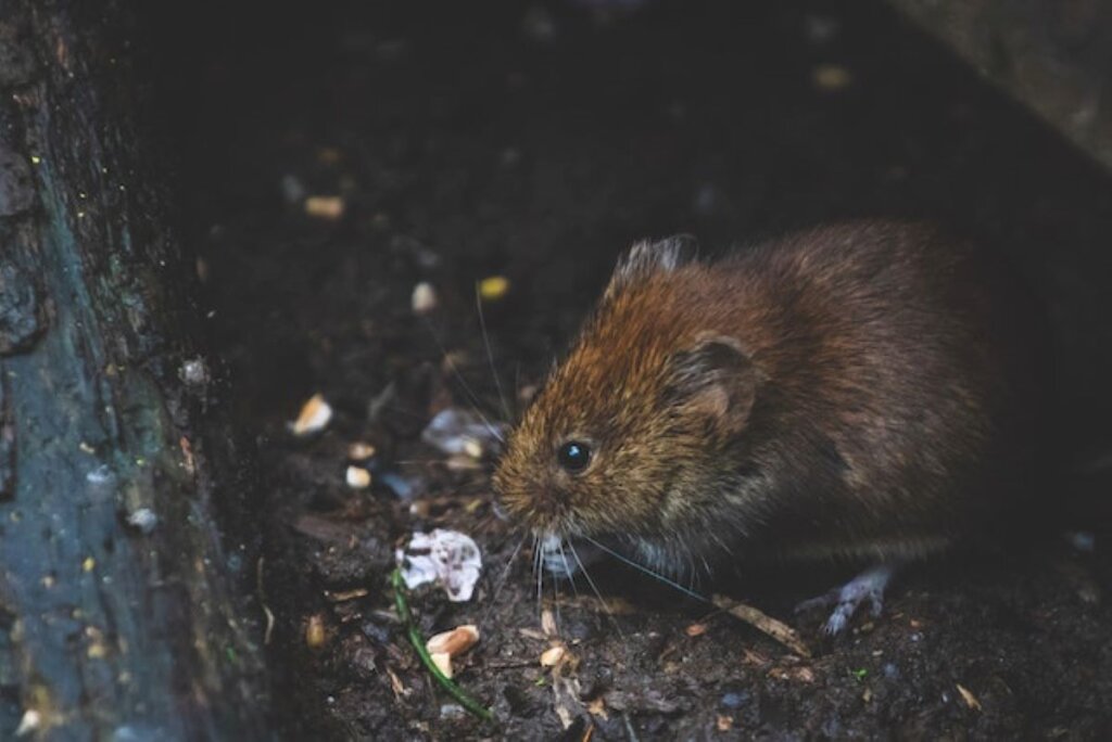 A close-up photo of a rat.