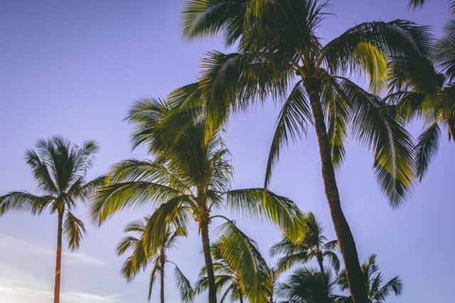 palm trees in Hawaii - where we buy houses