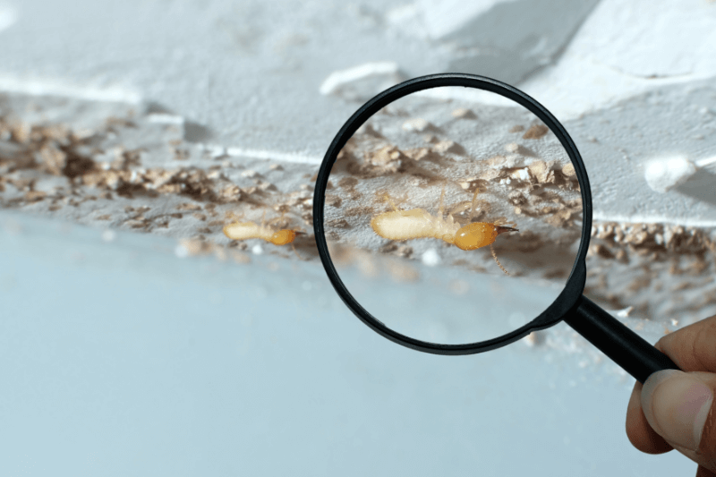 Selling a House with Termite Damage