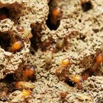 Selling a House with termite damage