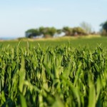Popular Land Investments | crop field