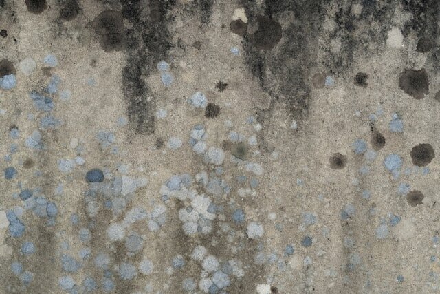 Mold on a wall.