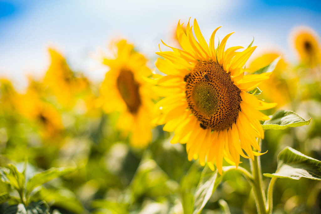 Sunflowers
