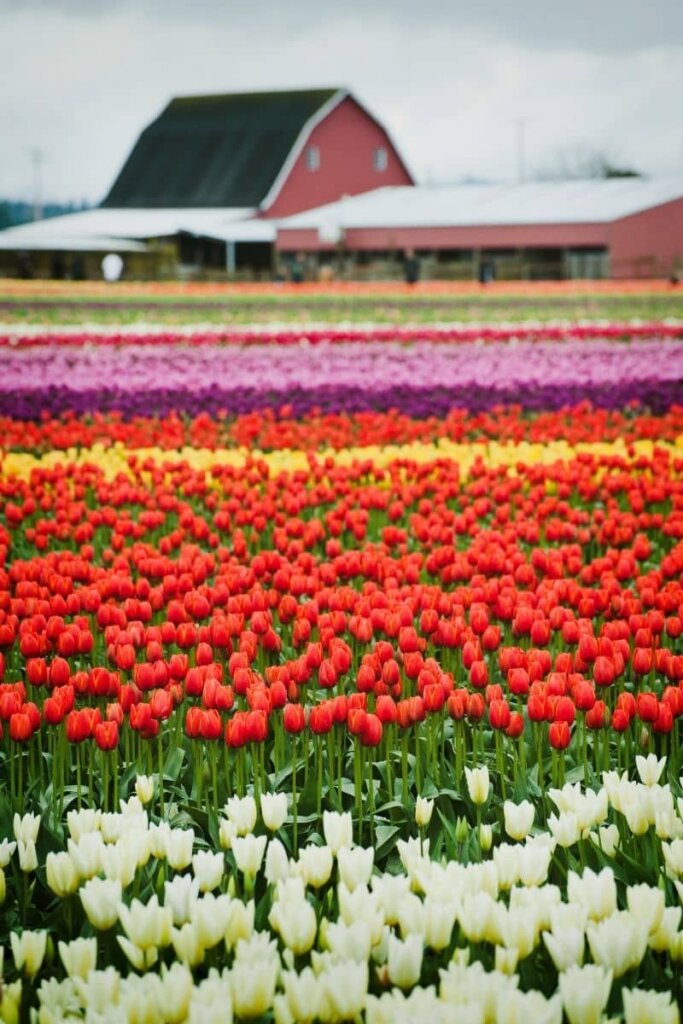 A filed full of beautiful tulips white, red, yellow, and purples.  There is a red barn in the background
