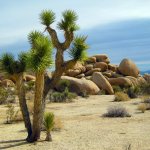Why You Should Diversify in Tucson