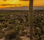Tucson Arizona Desert
