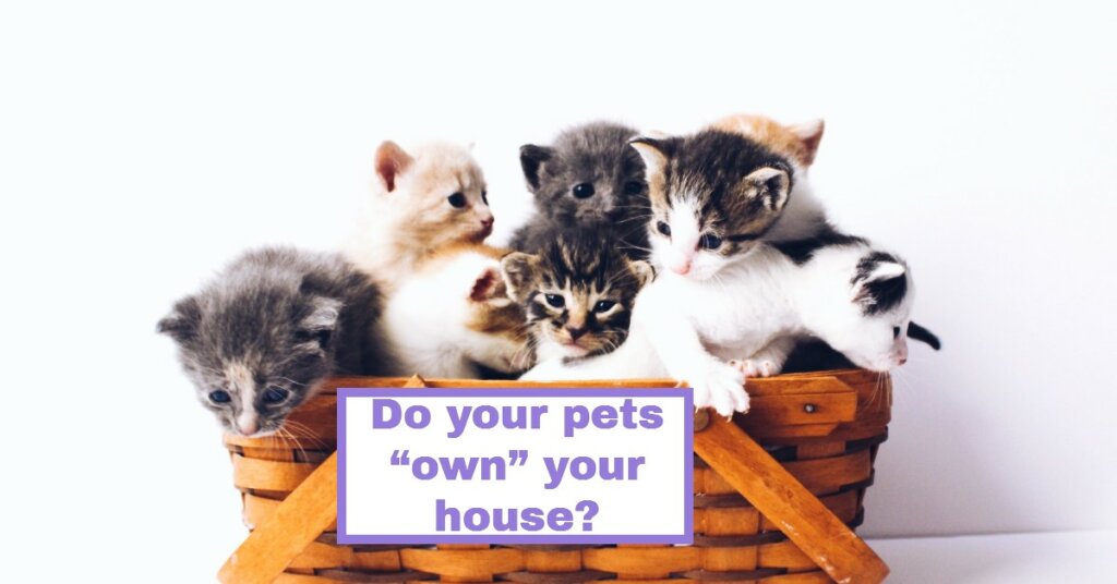 Do your pets own your house?