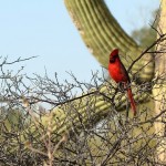 Sell your Tucson Home Fast!