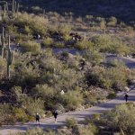 https://tucson.com/and-a-good-morning-to-you-from-tumamoc-hill/article_39346926-0f0d-11e5-95b4-171f19ce6e24.html