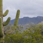 Selling Your House in Tucson