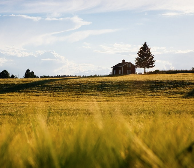 A small cabin sits on a prairie in the distance next to a lone pine tree