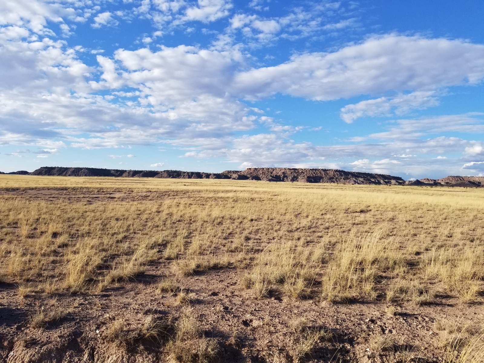 Apache County, Arizona Land 40 Acres Western Land For Sale