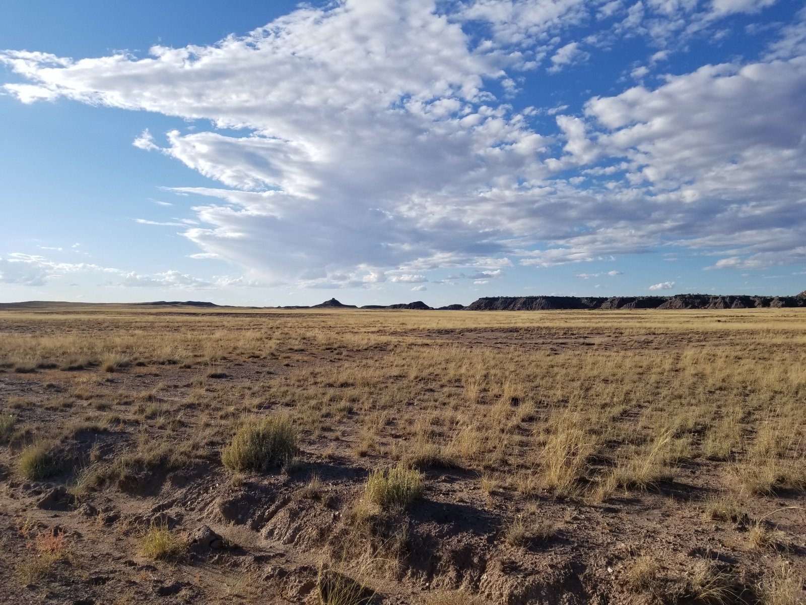 Apache County, Arizona Land 40 Acres Western Land For Sale