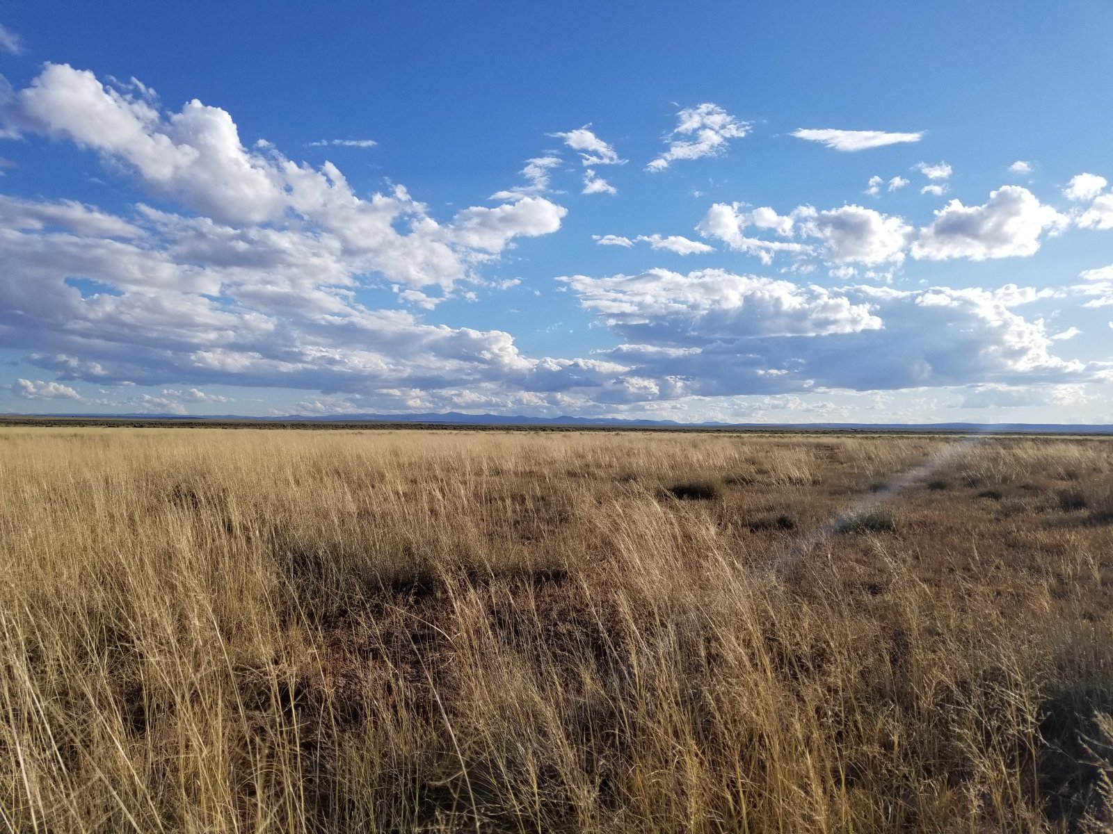 Apache County, Arizona Land 40 Acres Western Land Company