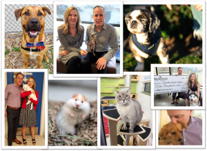 Seattle Animal Shelter Collage