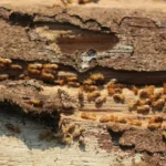 How to Sell a House With Termite Damage in Texas
