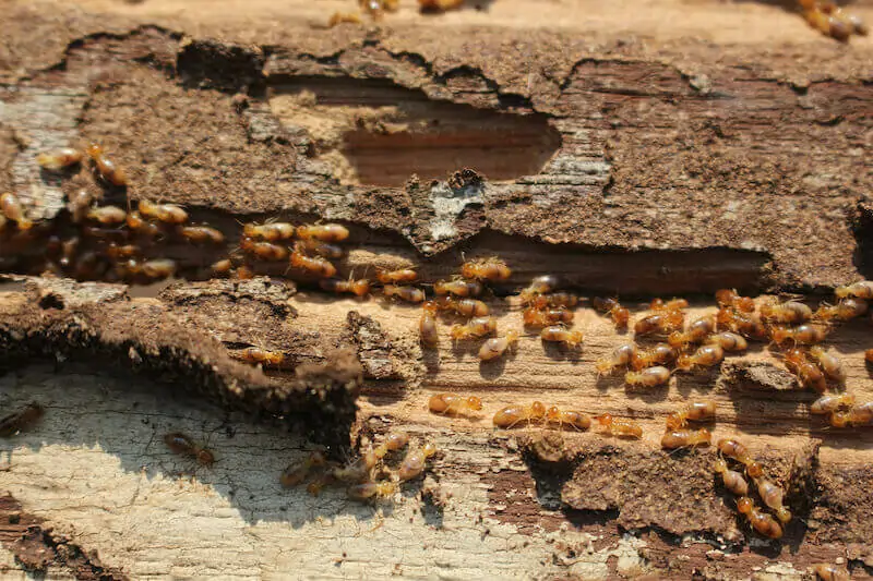 How to Sell a House With Termite Damage in Texas