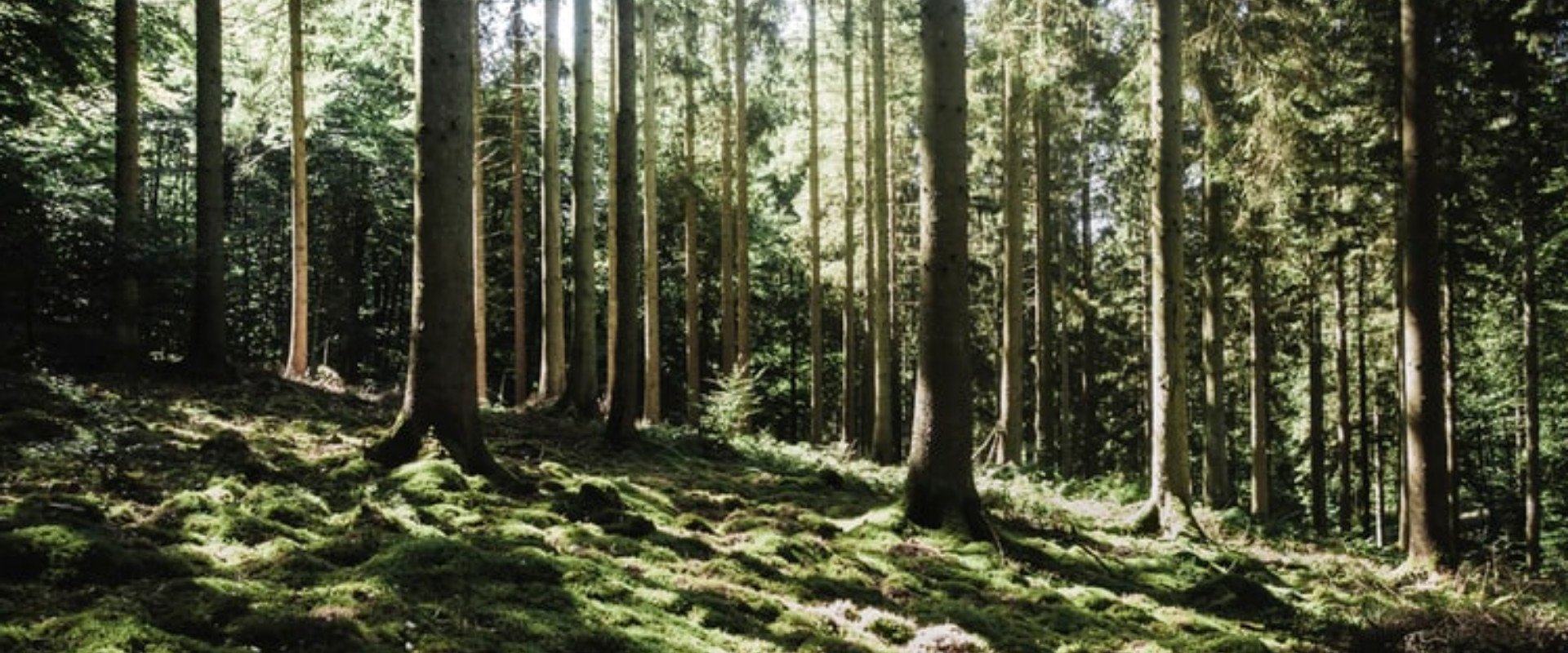 Land for Sale Finger Lakes New York We Buy Land in New York