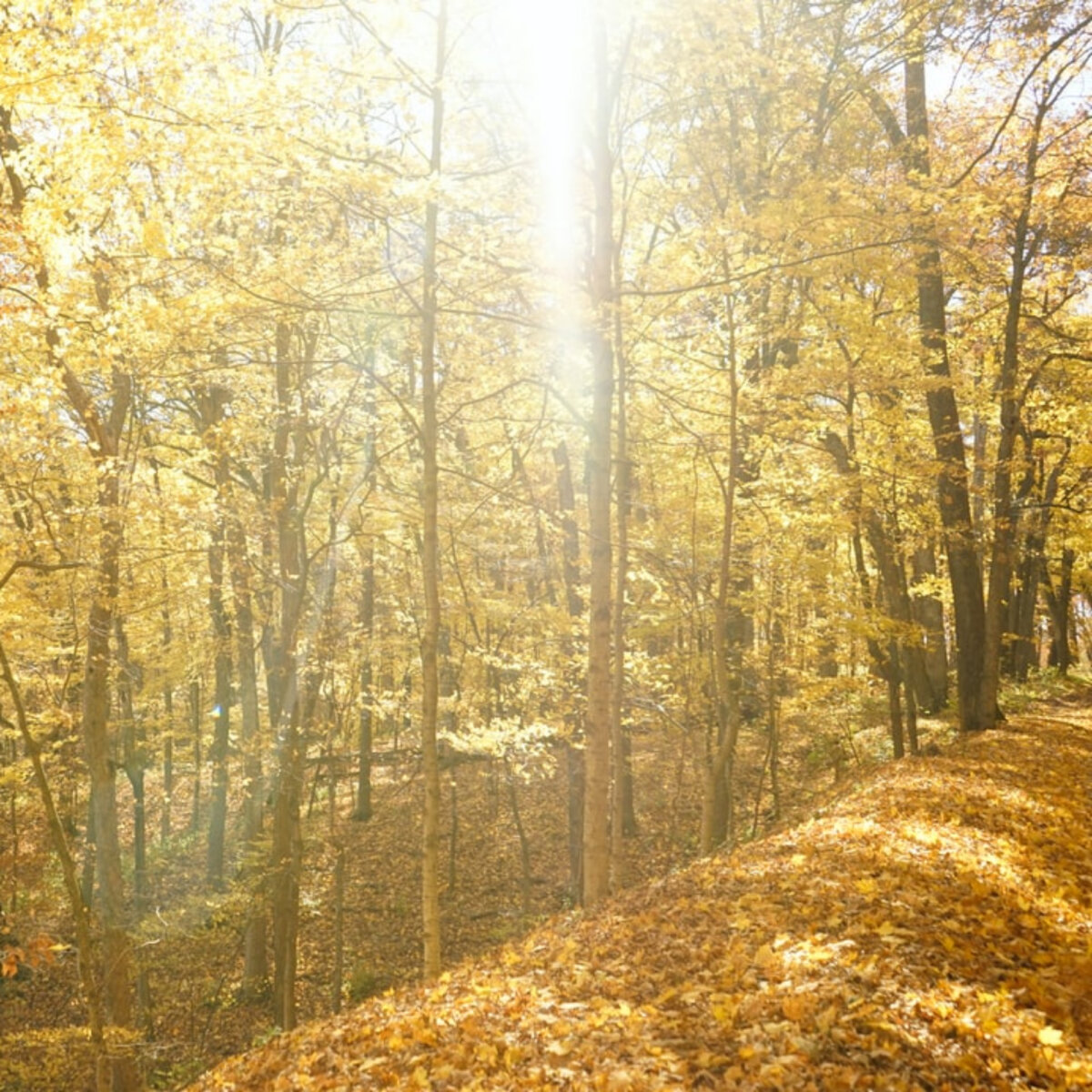 5 Things to Know About Buying Wholesale Land in New York State