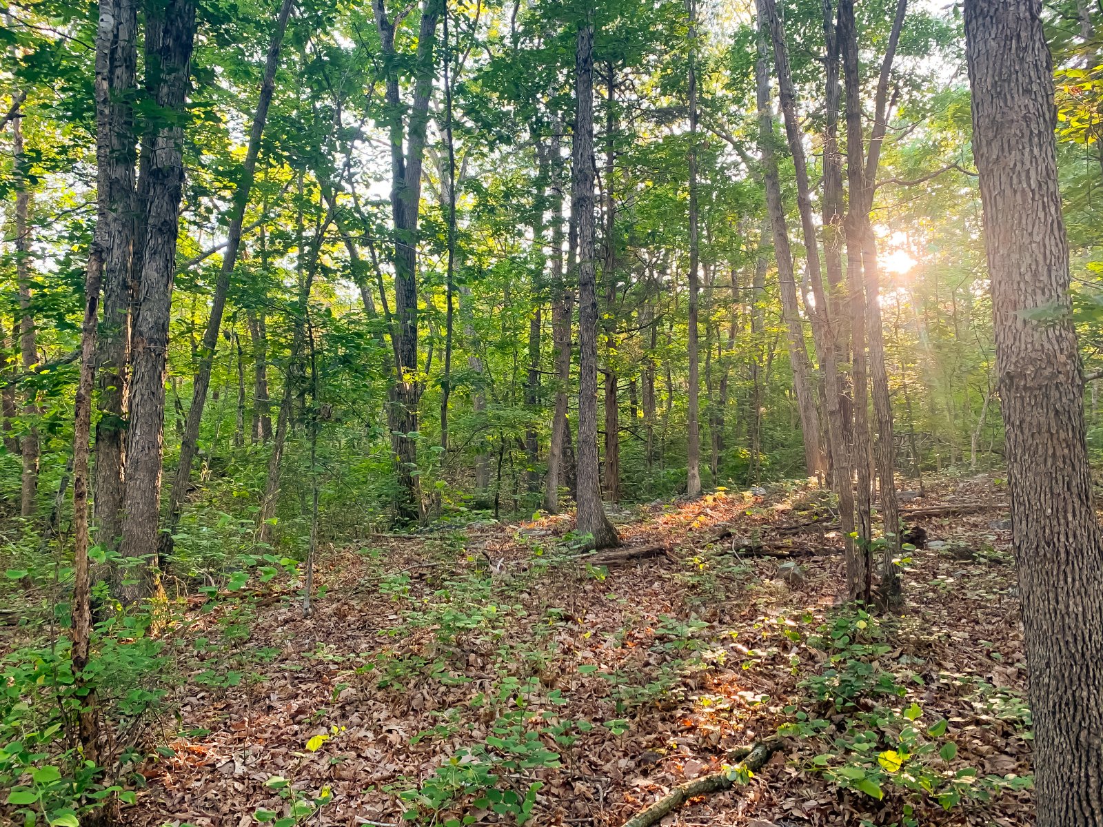 Peaceful, Woodland with Natural Flowing Creek 2.84 acres Page County, VA Ivy Land Company