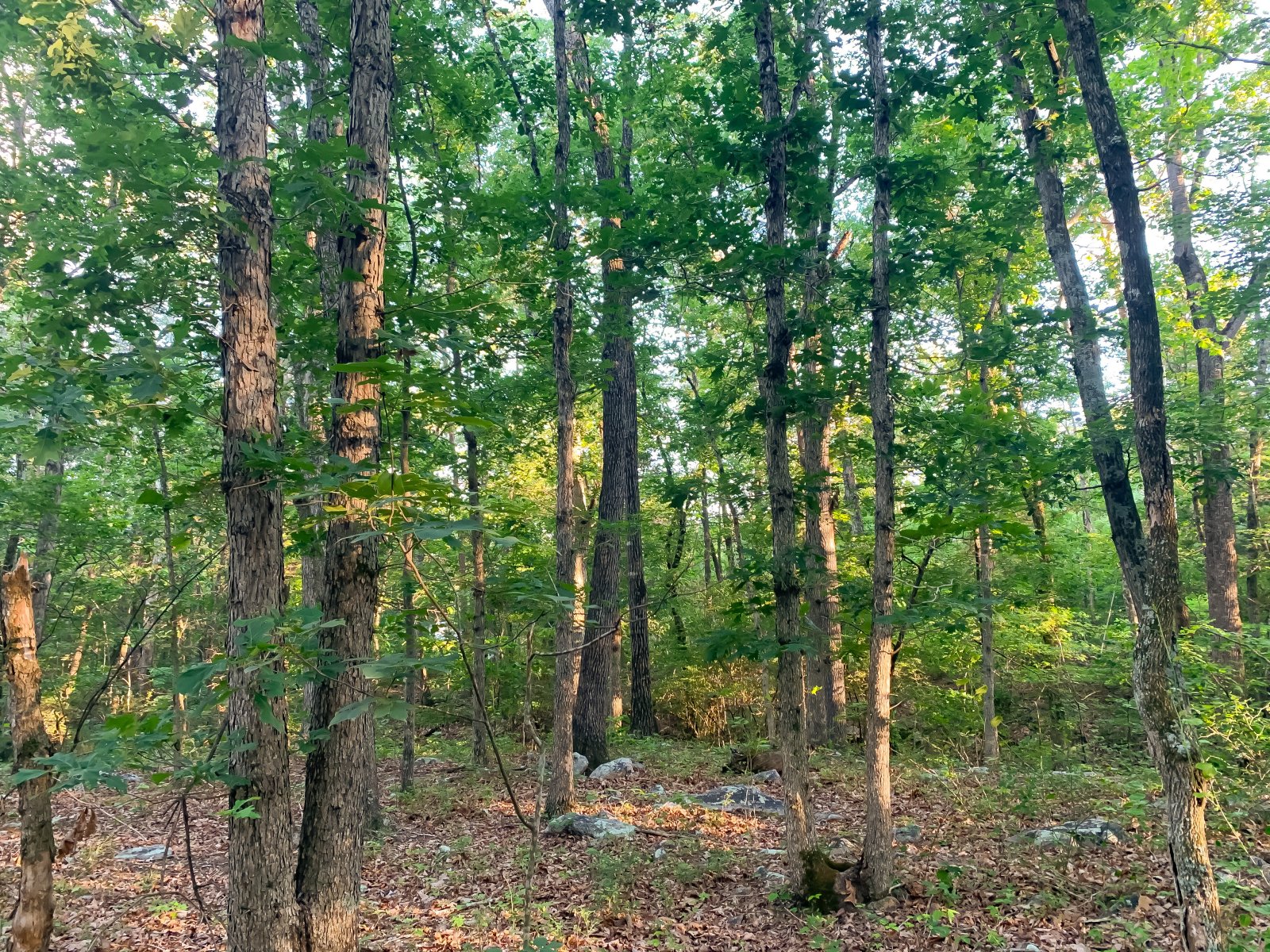 Peaceful, Woodland with Natural Flowing Creek 2.84 acres Page