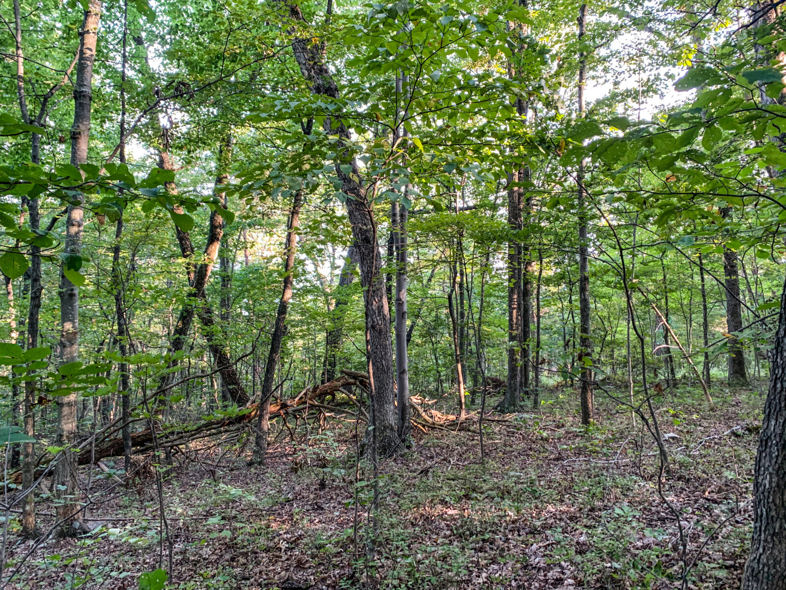 Stunning, Wooded Land 3.0 Acres Page County Virginia Ivy Land Company