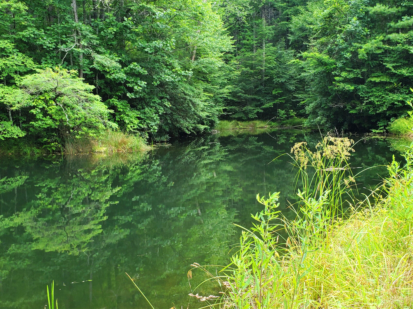 Enchanting Wooded Land in the Mountains 1.75 Acres in Jackson County, NC Ivy Land Company