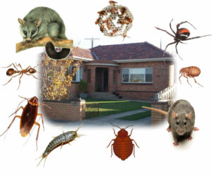 Pests Management for Tucson Homeowners