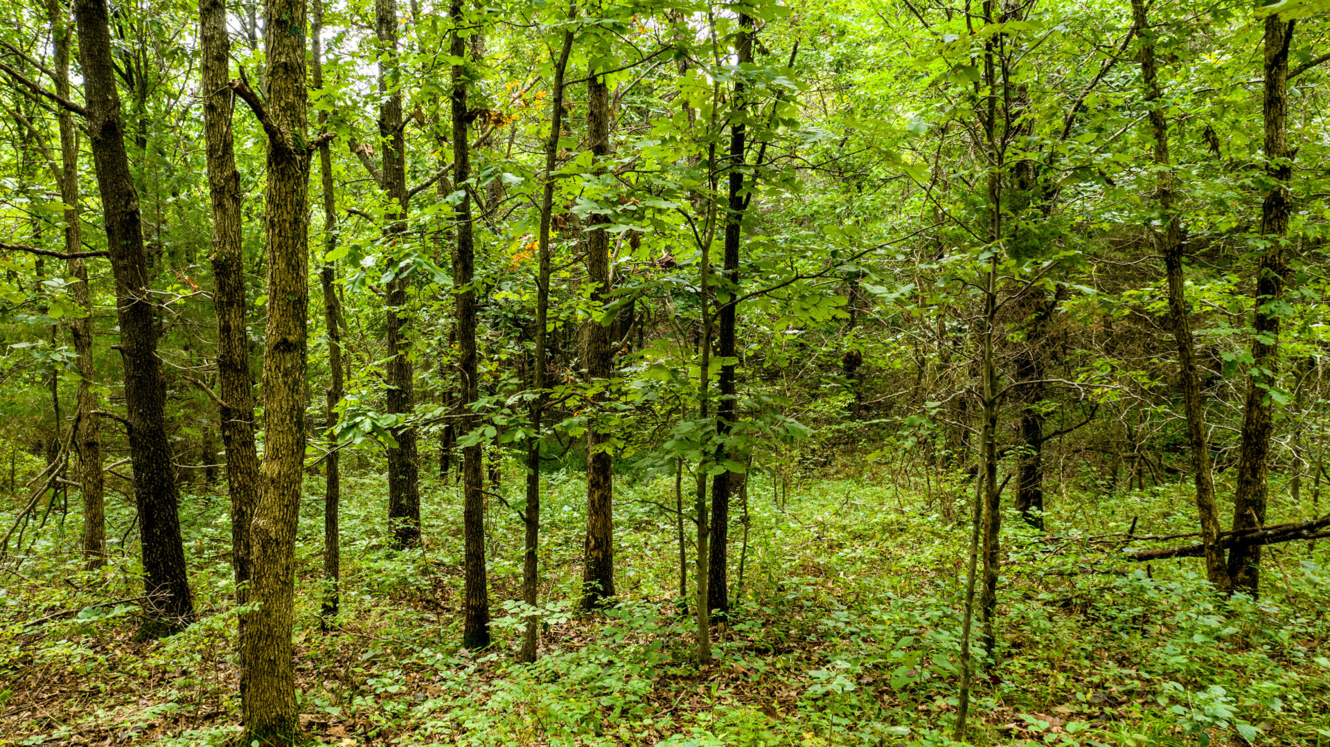 How to Sell Vacant Land Yourself In Bates County, MO TB Properties