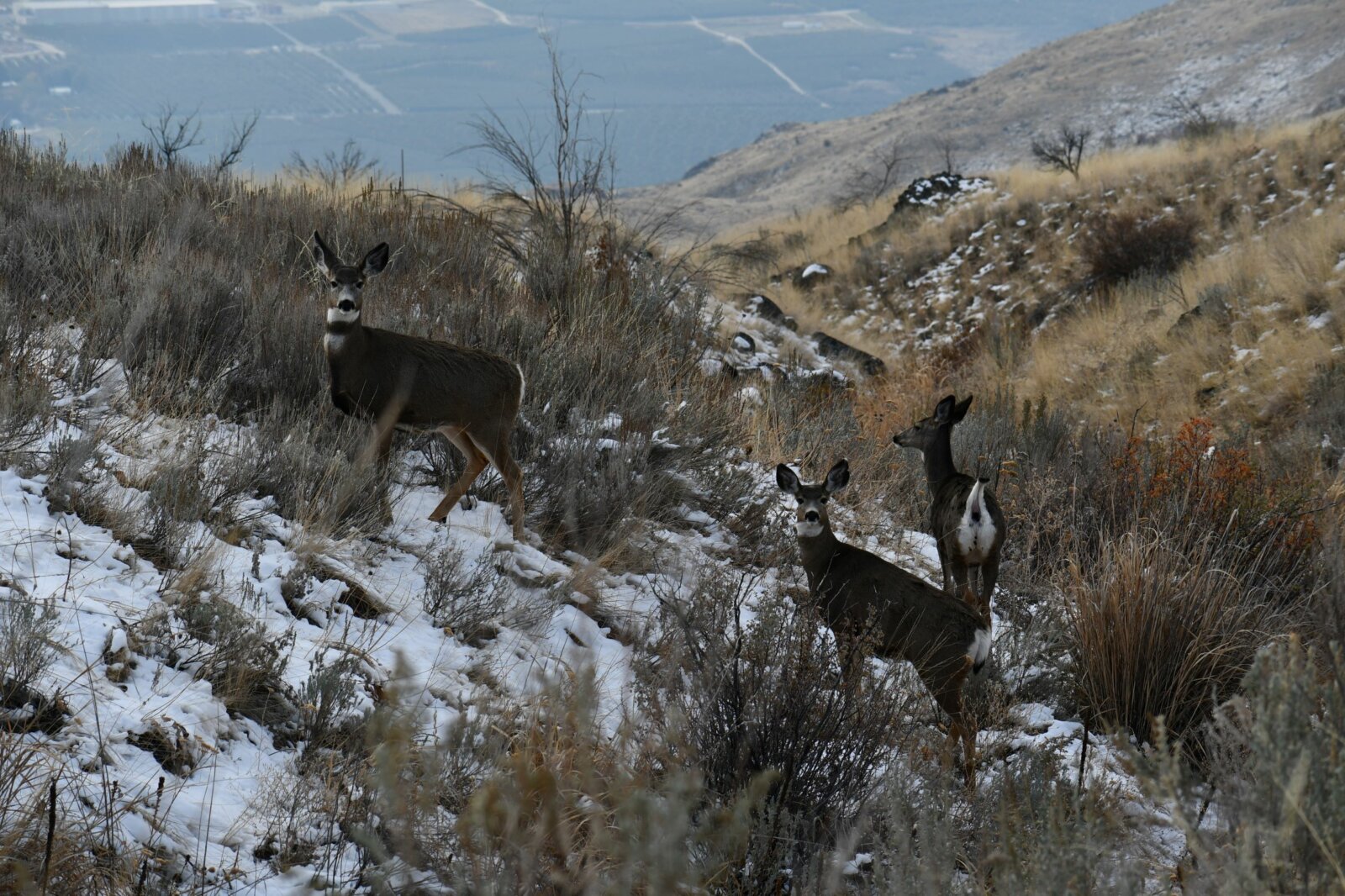 Lake Pateros & Columbia River Views + YrRound Spring on 20 Acres in Brewster WA