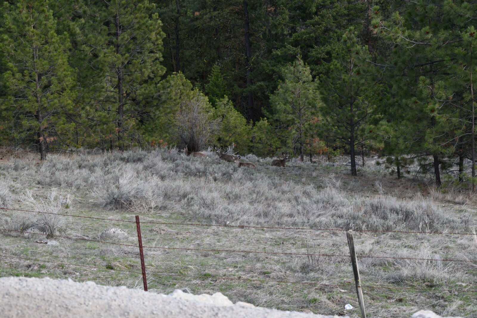 40 Acre Aeneas Valley Forever Home with Utilities Tonasket WA