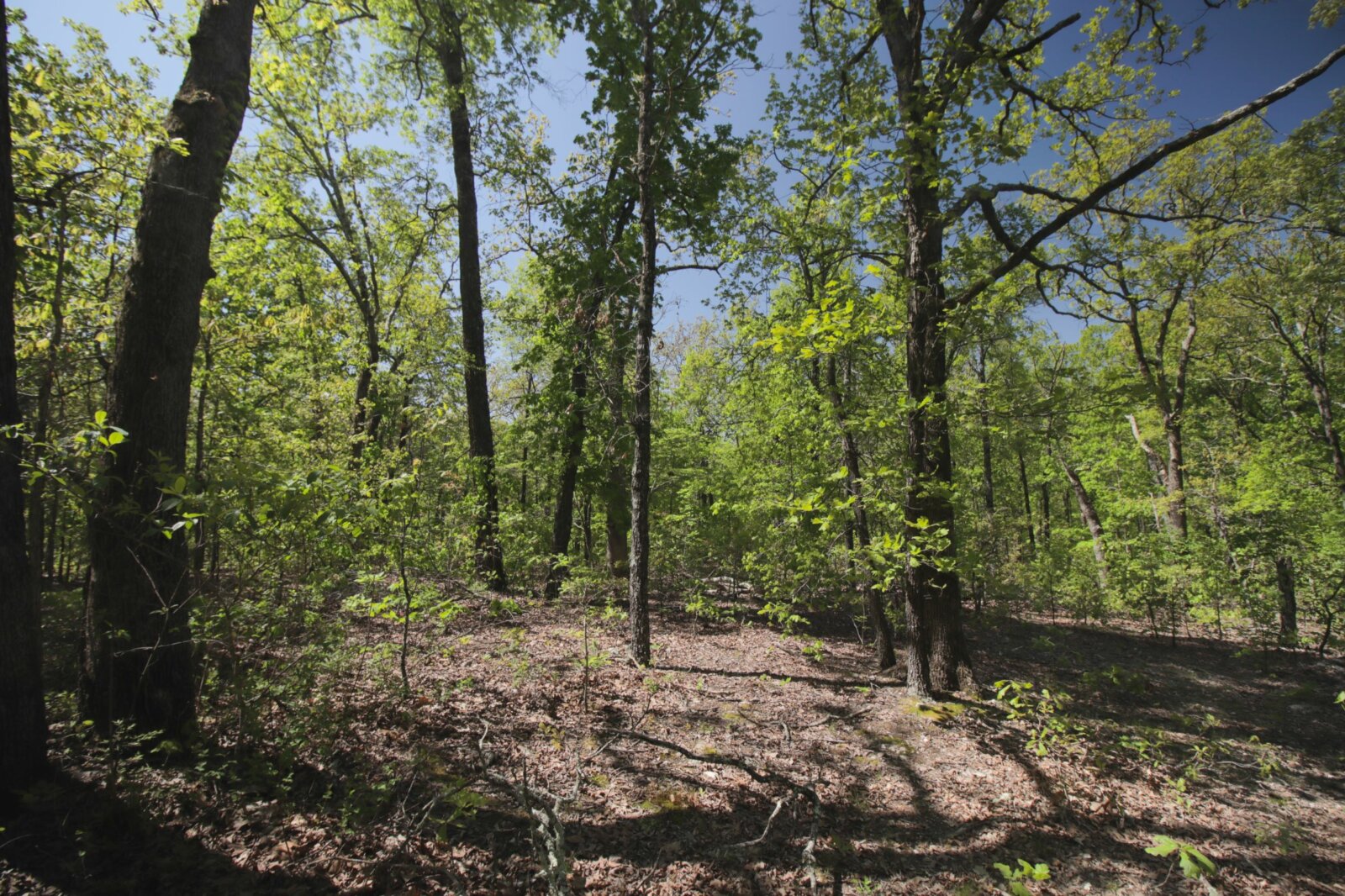 20 Acres in Salem Dent County, MO Discover Land Now