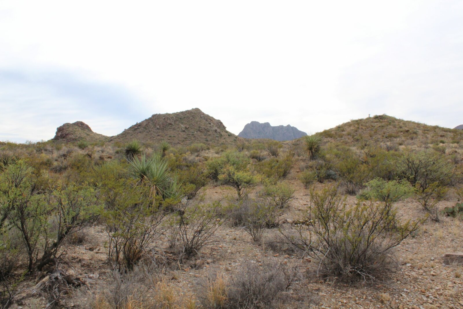 20 Acres in Terlingua Ranch Brewster County TX Discover Land Now
