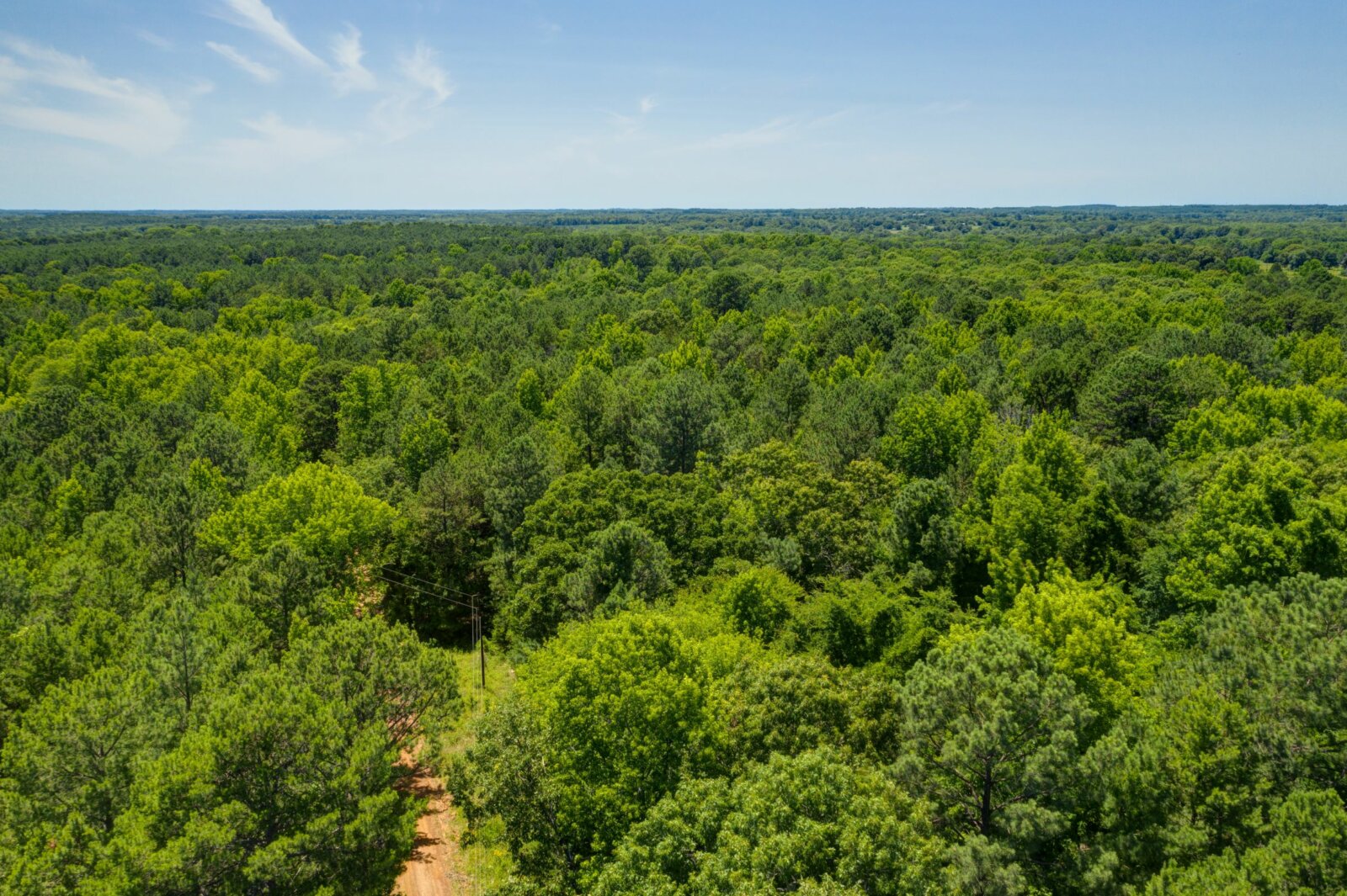 12 Wooded Acres in Marietta, TX Cass County Discover Land Now