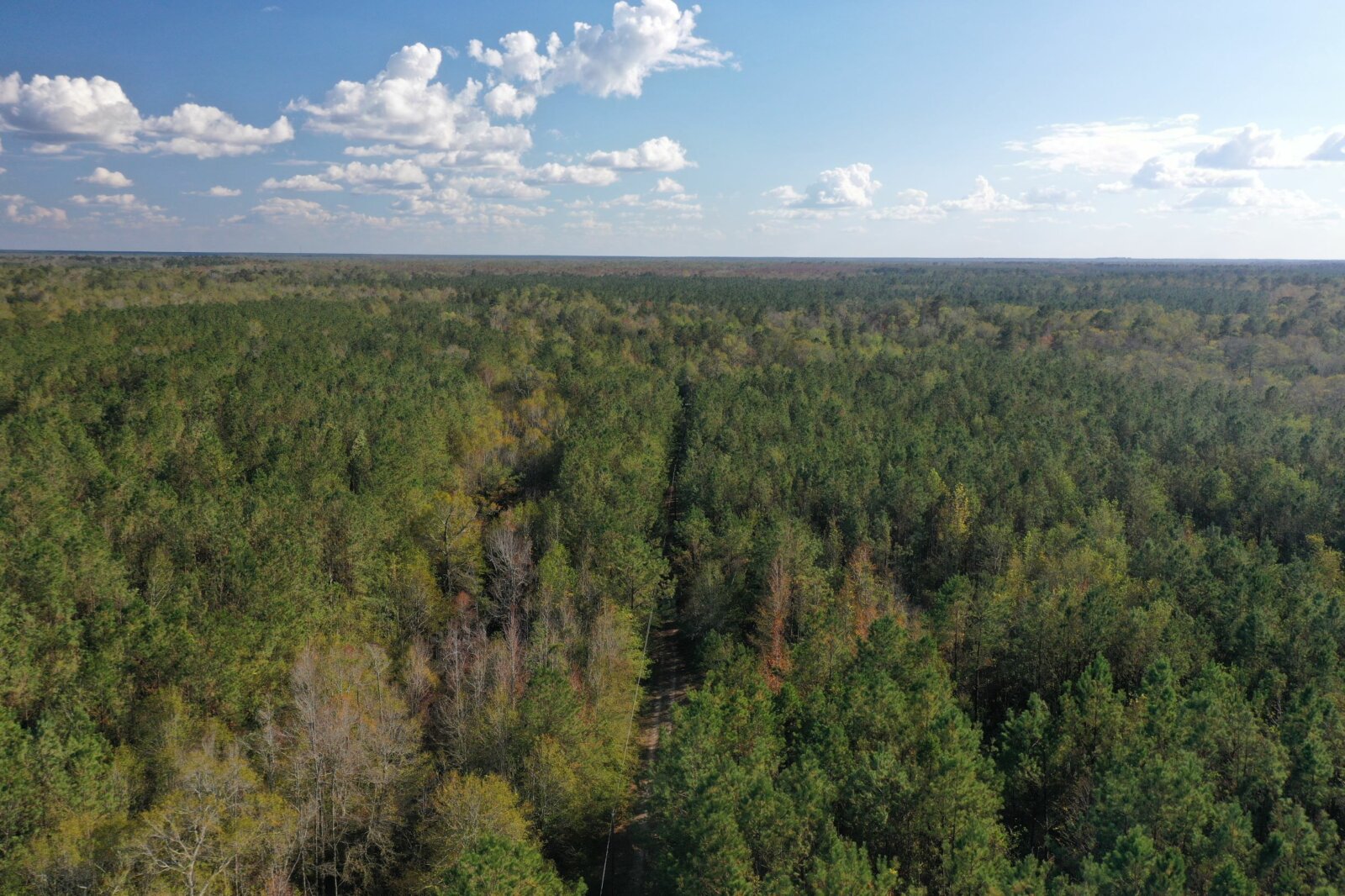 Heavily Wooded 19 Acres with Creek, New Survey Newton Cty, TX