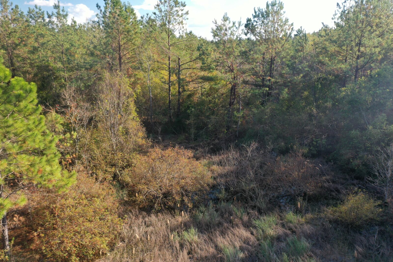 Heavily Wooded 19 Acres with Creek, New Survey Newton Cty, TX