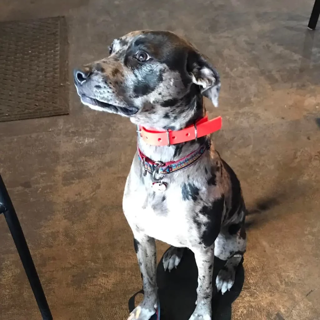 sell my house North Richland Hills Real estate investors concept symbolized by a focused dog with a bright orange collar, representing alertness and determination.