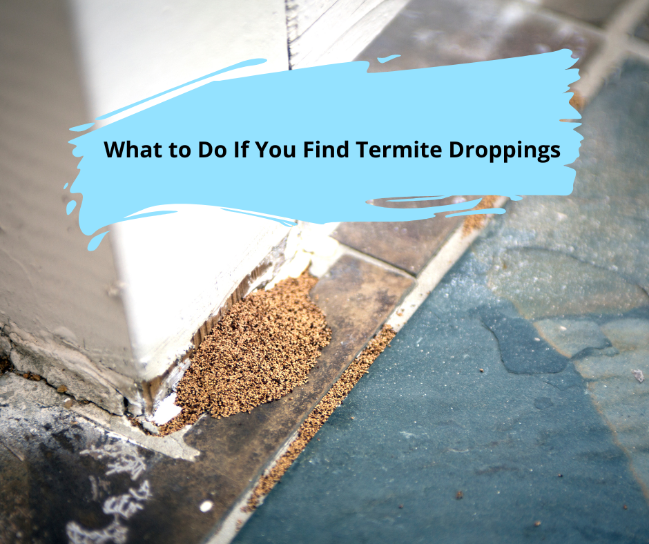 What to Do If You Find Termite Droppings