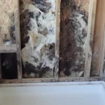 common types of mold damage in texas homes