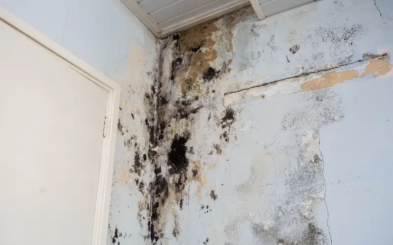 Sell A House With Mold Damage in NY [Fast and As-Is]