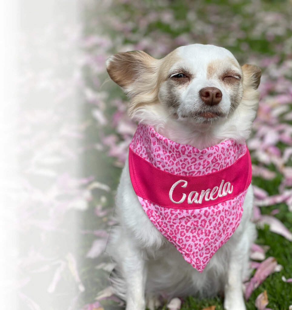 Picture of Virtue Cash Buyers Mascot Canela