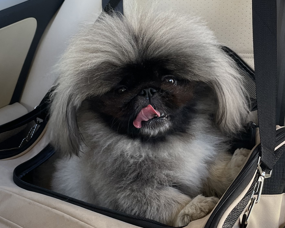 Nelson the property check Peke