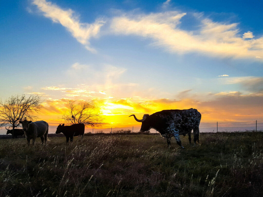 how much is my land in Texas worth