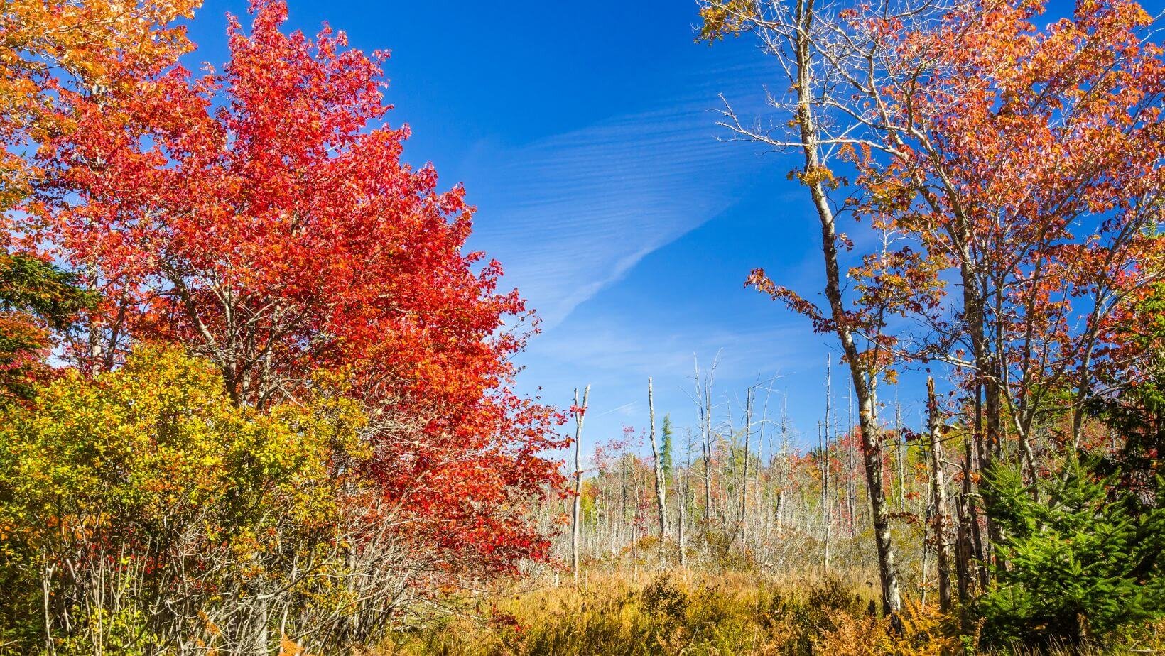 Sell Your Land In Maine Fast Cash Land Buyers in ME