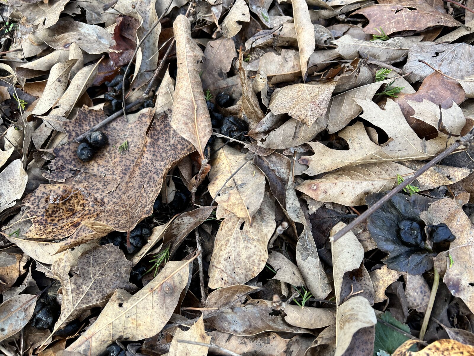 3 Acres near Stockton Lake Owner Financing Available Lazy S Land