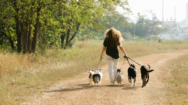 Walking Ladybrid Lake
