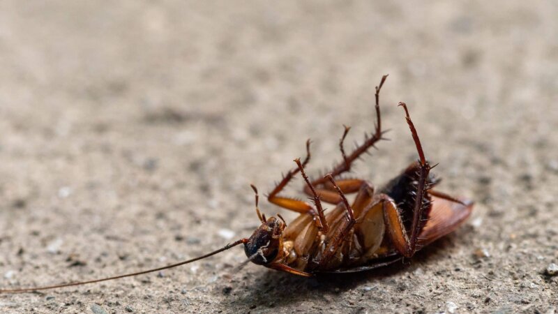 Bug and Pest Control Issues for Apartments in Austin