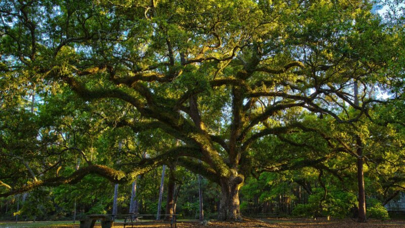 josh-mccausland-N6mBkHcYH6I-unsplash