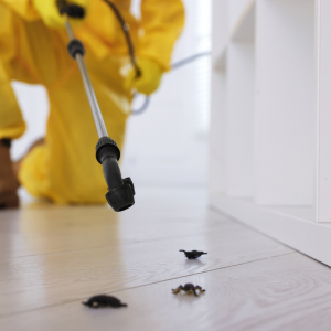 A Guide to Selling Your House With Termites Huntsville